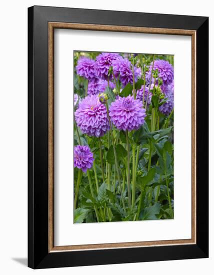 Dahlia, Sort 'Birju'-Herbert Kehrer-Framed Photographic Print