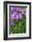 Dahlia, Sort 'Birju'-Herbert Kehrer-Framed Photographic Print