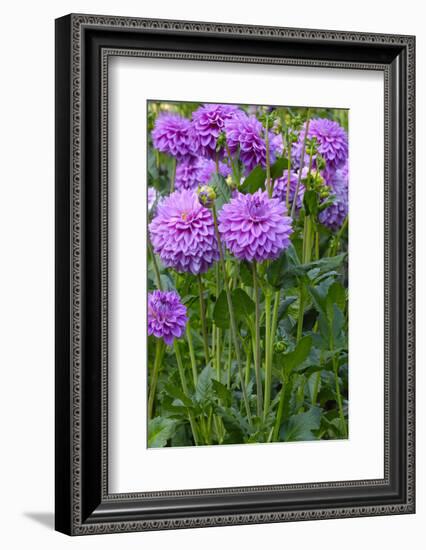 Dahlia, Sort 'Birju'-Herbert Kehrer-Framed Photographic Print