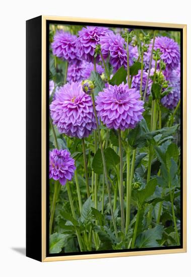 Dahlia, Sort 'Birju'-Herbert Kehrer-Framed Premier Image Canvas