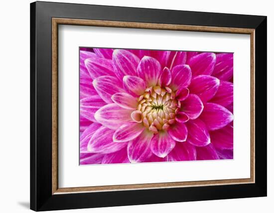 Dahlia, Sort of 'Charleston'-Herbert Kehrer-Framed Photographic Print