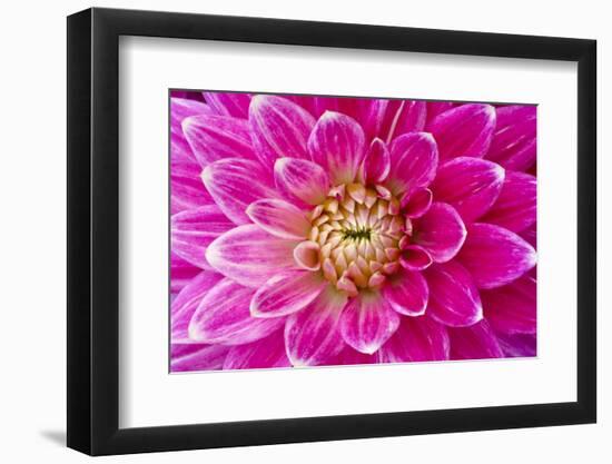 Dahlia, Sort of 'Charleston'-Herbert Kehrer-Framed Photographic Print