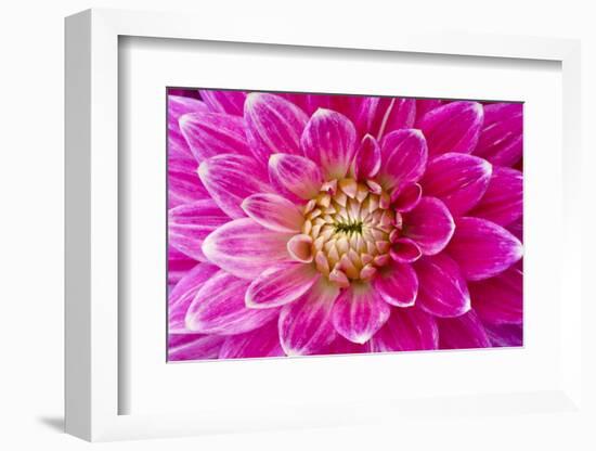 Dahlia, Sort of 'Charleston'-Herbert Kehrer-Framed Photographic Print