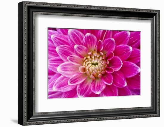 Dahlia, Sort of 'Charleston'-Herbert Kehrer-Framed Photographic Print