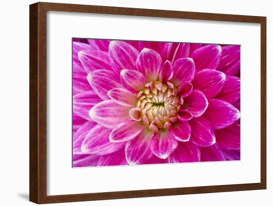 Dahlia, Sort of 'Charleston'-Herbert Kehrer-Framed Photographic Print