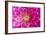 Dahlia, Sort of 'Charleston'-Herbert Kehrer-Framed Photographic Print