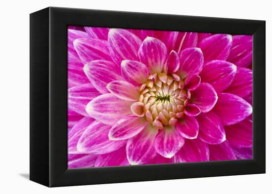 Dahlia, Sort of 'Charleston'-Herbert Kehrer-Framed Premier Image Canvas