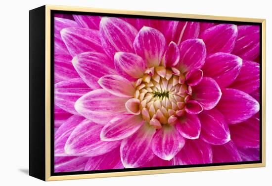 Dahlia, Sort of 'Charleston'-Herbert Kehrer-Framed Premier Image Canvas