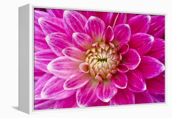 Dahlia, Sort of 'Charleston'-Herbert Kehrer-Framed Premier Image Canvas