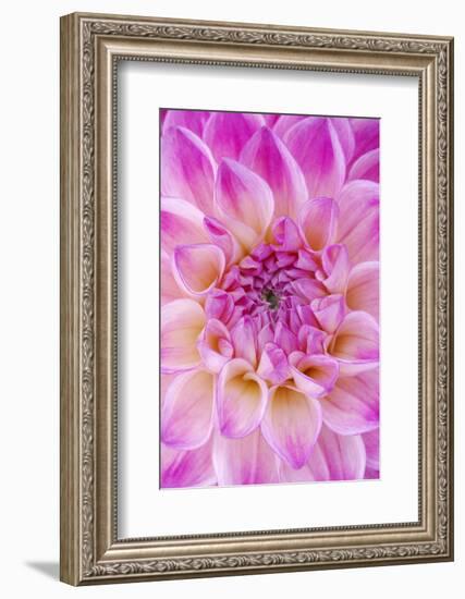 Dahlia, Sort of 'Charleston'-Herbert Kehrer-Framed Photographic Print