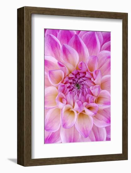 Dahlia, Sort of 'Charleston'-Herbert Kehrer-Framed Photographic Print