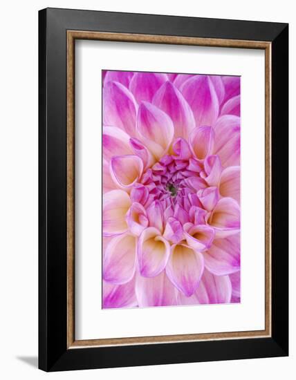 Dahlia, Sort of 'Charleston'-Herbert Kehrer-Framed Photographic Print