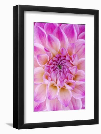 Dahlia, Sort of 'Charleston'-Herbert Kehrer-Framed Photographic Print