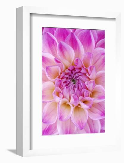 Dahlia, Sort of 'Charleston'-Herbert Kehrer-Framed Photographic Print