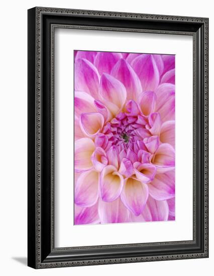 Dahlia, Sort of 'Charleston'-Herbert Kehrer-Framed Photographic Print