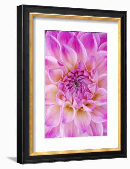 Dahlia, Sort of 'Charleston'-Herbert Kehrer-Framed Photographic Print