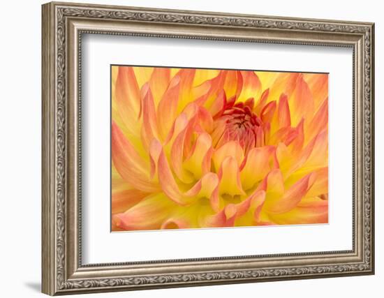 Dahlia, Sort of 'Mort', Cactus Dahlia-Herbert Kehrer-Framed Photographic Print