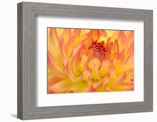 Dahlia, Sort of 'Mort', Cactus Dahlia-Herbert Kehrer-Framed Photographic Print