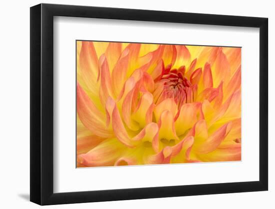 Dahlia, Sort of 'Mort', Cactus Dahlia-Herbert Kehrer-Framed Photographic Print