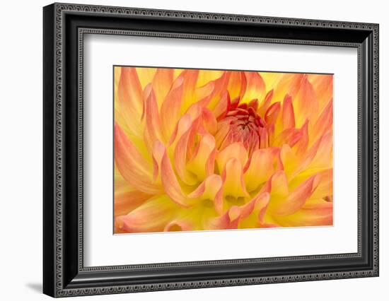 Dahlia, Sort of 'Mort', Cactus Dahlia-Herbert Kehrer-Framed Photographic Print