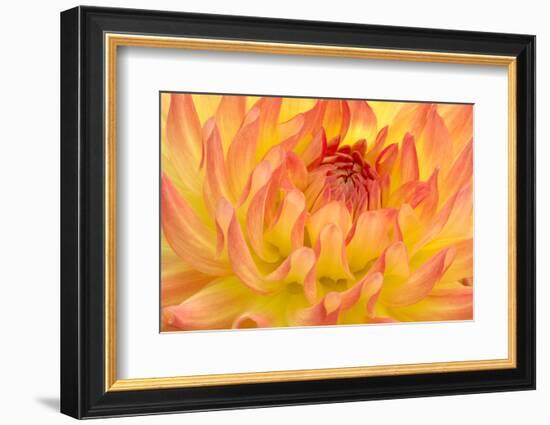 Dahlia, Sort of 'Mort', Cactus Dahlia-Herbert Kehrer-Framed Photographic Print