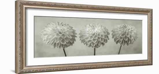 Dahlia Trio-Assaf Frank-Framed Giclee Print