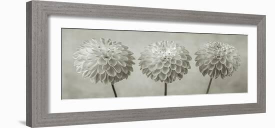 Dahlia Trio-Assaf Frank-Framed Giclee Print