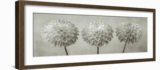 Dahlia Trio-Assaf Frank-Framed Giclee Print