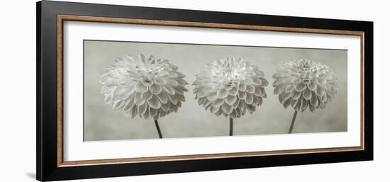 Dahlia Trio-Assaf Frank-Framed Giclee Print