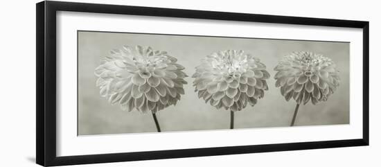 Dahlia Trio-Assaf Frank-Framed Giclee Print