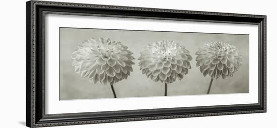 Dahlia Trio-Assaf Frank-Framed Giclee Print