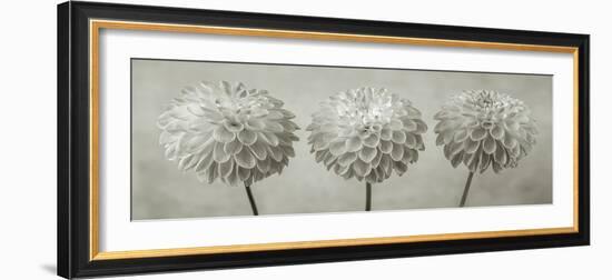 Dahlia Trio-Assaf Frank-Framed Giclee Print