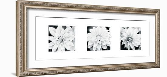 Dahlia Triptych-Joseph Eta-Framed Giclee Print