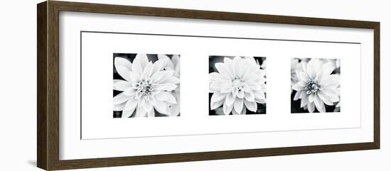 Dahlia Triptych-Joseph Eta-Framed Giclee Print