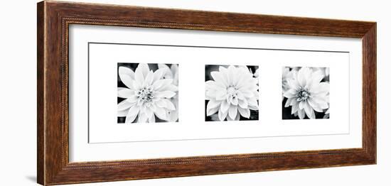 Dahlia Triptych-Joseph Eta-Framed Giclee Print