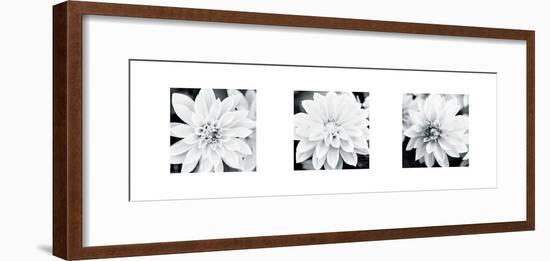 Dahlia Triptych-Joseph Eta-Framed Giclee Print