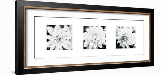 Dahlia Triptych-Joseph Eta-Framed Giclee Print