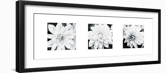 Dahlia Triptych-Joseph Eta-Framed Giclee Print