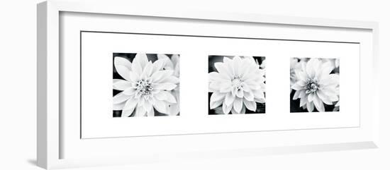 Dahlia Triptych-Joseph Eta-Framed Giclee Print