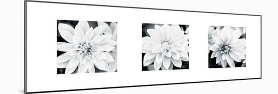 Dahlia Triptych-Joseph Eta-Mounted Giclee Print