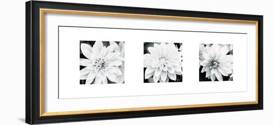 Dahlia Triptych-Joseph Eta-Framed Giclee Print