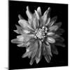 Dahlia V BW-Debra Van Swearingen-Mounted Photographic Print