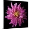 Dahlia V-Debra Van Swearingen-Mounted Photographic Print