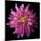 Dahlia V-Debra Van Swearingen-Mounted Photographic Print