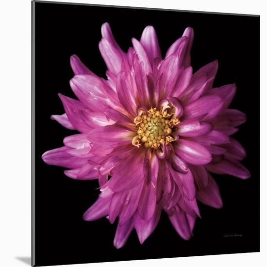 Dahlia V-Debra Van Swearingen-Mounted Photographic Print