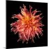 Dahlia VI-Debra Van Swearingen-Mounted Photographic Print