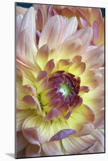 Dahlia X Cultorum-Dr. Nick Kurzenko-Mounted Photographic Print