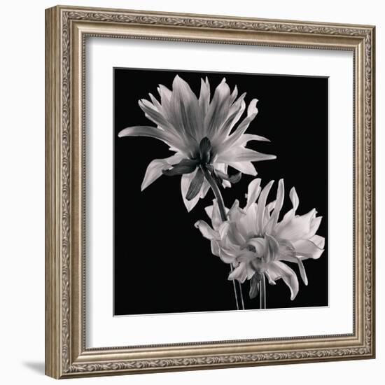 Dahlia-Michael Harrison-Framed Art Print