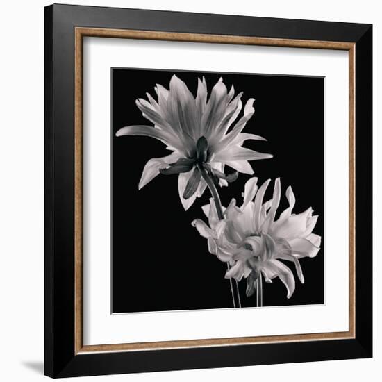 Dahlia-Michael Harrison-Framed Art Print