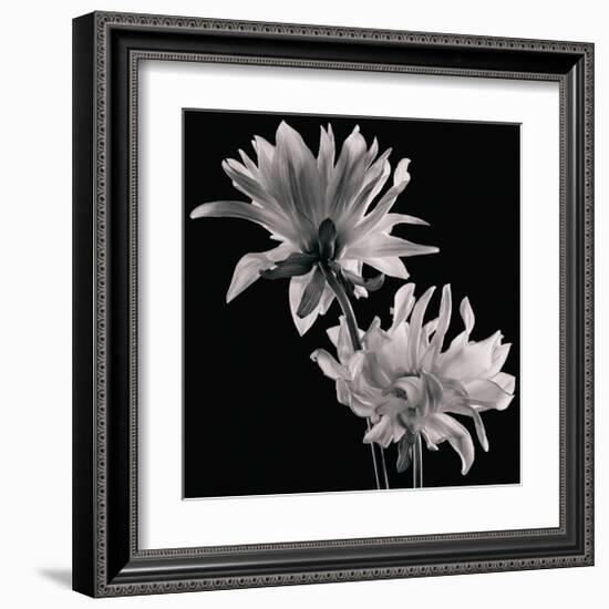 Dahlia-Michael Harrison-Framed Art Print